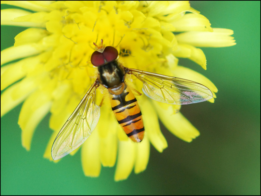 Episyrphus balteatus